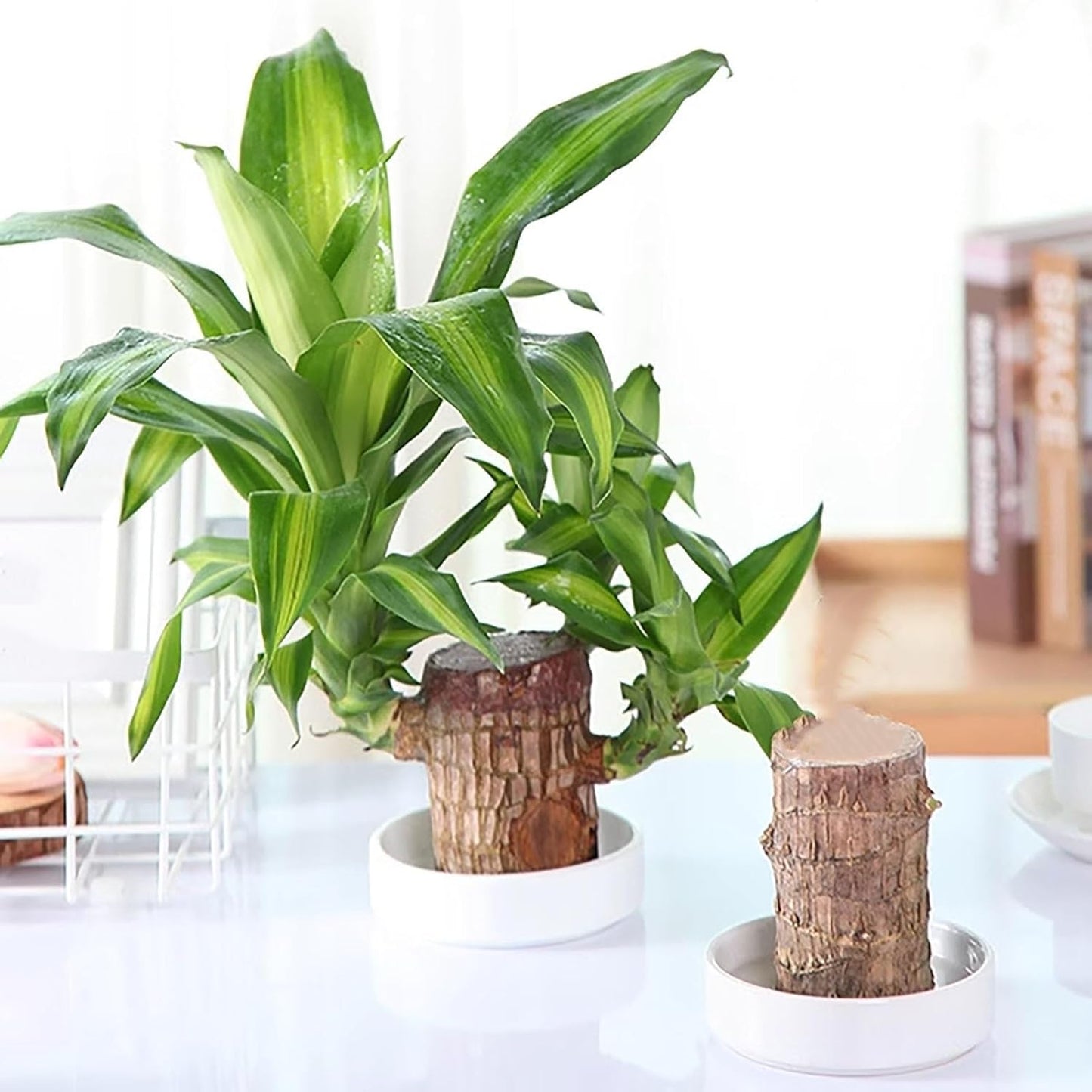 Lucky Brazil Wood Plant With Free Delivery 🚚